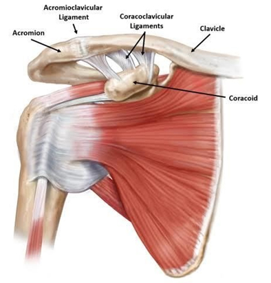 AC Joint Injury