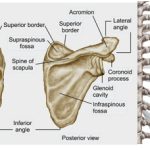 Scapular Fractures
