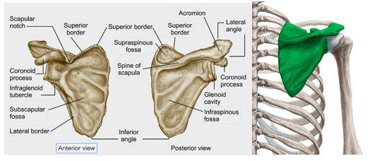 Scapular Fractures