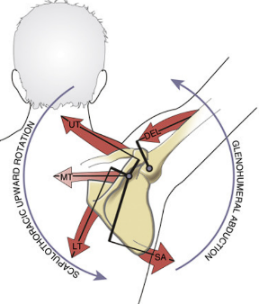 Scapular Dyskinesia